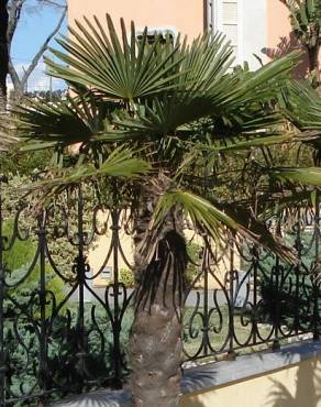 Fotografia 13 da espécie Trachycarpus fortunei no Jardim Botânico UTAD