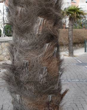 Fotografia 14 da espécie Trachycarpus fortunei no Jardim Botânico UTAD