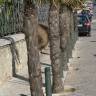 Fotografia 15 da espécie Trachycarpus fortunei do Jardim Botânico UTAD