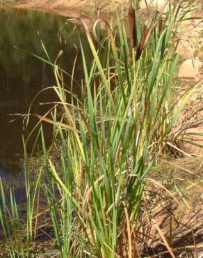 Fotografia 13 da espécie Typha latifolia no Jardim Botânico UTAD