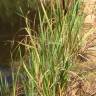 Fotografia 13 da espécie Typha latifolia do Jardim Botânico UTAD