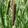 Fotografia 14 da espécie Typha latifolia do Jardim Botânico UTAD