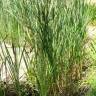 Fotografia 15 da espécie Typha latifolia do Jardim Botânico UTAD