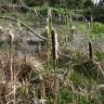 Fotografia 17 da espécie Typha latifolia do Jardim Botânico UTAD