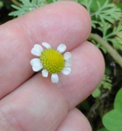 Fotografia da espécie Cotula nigellifolia