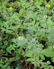 Cotula nigellifolia