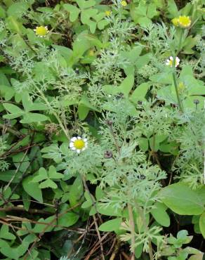 Fotografia 1 da espécie Cotula nigellifolia no Jardim Botânico UTAD