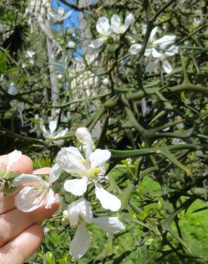 Fotografia 16 da espécie Citrus trifoliata no Jardim Botânico UTAD