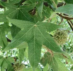 Fotografia da espécie Liquidambar styraciflua