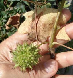 Fotografia da espécie Liquidambar styraciflua