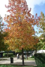 Fotografia da espécie Liquidambar styraciflua