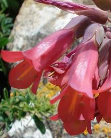Fotografia da espécie Kalanchoe x houghtonii