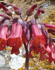 Kalanchoe x houghtonii