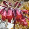 Fotografia 1 da espécie Kalanchoe x houghtonii do Jardim Botânico UTAD