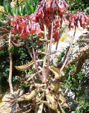 Fotografia 3 da espécie Kalanchoe x houghtonii no Jardim Botânico UTAD