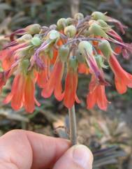 Kalanchoe daigremontiana