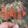 Fotografia 1 da espécie Kalanchoe daigremontiana do Jardim Botânico UTAD