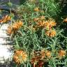 Fotografia 17 da espécie Leonotis leonurus do Jardim Botânico UTAD