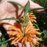 Fotografia 18 da espécie Leonotis leonurus do Jardim Botânico UTAD
