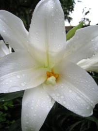 Fotografia da espécie Lilium longiflorum