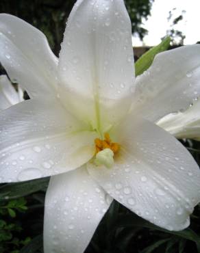 Fotografia 7 da espécie Lilium longiflorum no Jardim Botânico UTAD