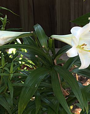 Fotografia 8 da espécie Lilium longiflorum no Jardim Botânico UTAD