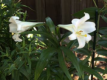 Fotografia da espécie Lilium longiflorum