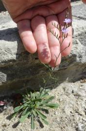 Fotografia da espécie Limonium oleifolium