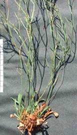 Fotografia da espécie Limonium oleifolium