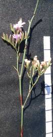 Fotografia da espécie Limonium oleifolium