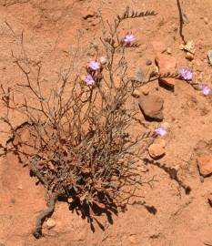 Fotografia da espécie Limonium oleifolium
