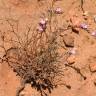 Fotografia 6 da espécie Limonium oleifolium do Jardim Botânico UTAD