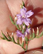 Fotografia da espécie Limonium oleifolium