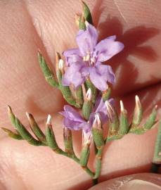 Fotografia da espécie Limonium oleifolium