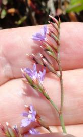 Fotografia da espécie Limonium oleifolium