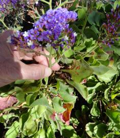 Fotografia da espécie Limonium perezii