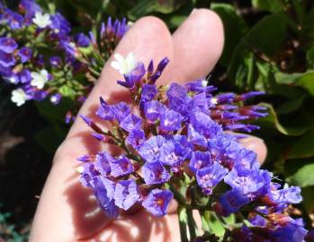 Fotografia da espécie Limonium perezii