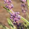 Fotografia 11 da espécie Liriope muscari do Jardim Botânico UTAD