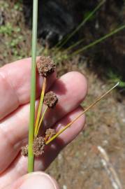 Fotografia da espécie Scirpoides holoschoenus