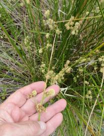 Fotografia da espécie Scirpoides holoschoenus