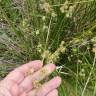 Fotografia 11 da espécie Scirpoides holoschoenus do Jardim Botânico UTAD