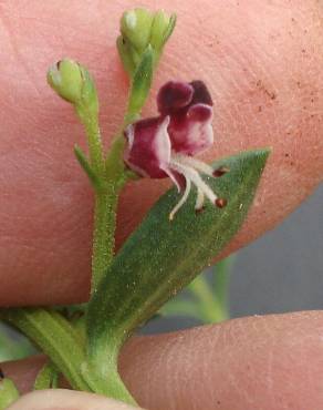 Fotografia 10 da espécie Scrophularia frutescens no Jardim Botânico UTAD