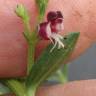 Fotografia 10 da espécie Scrophularia frutescens do Jardim Botânico UTAD