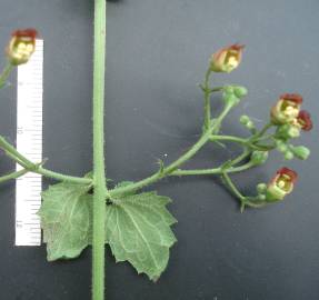 Fotografia da espécie Scrophularia scorodonia