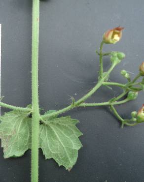 Fotografia 17 da espécie Scrophularia scorodonia no Jardim Botânico UTAD