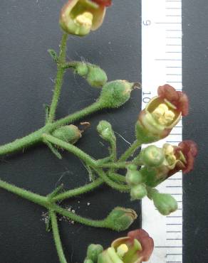 Fotografia 18 da espécie Scrophularia scorodonia no Jardim Botânico UTAD