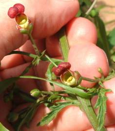 Fotografia da espécie Scrophularia sublyrata