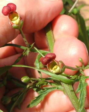 Fotografia 5 da espécie Scrophularia sublyrata no Jardim Botânico UTAD