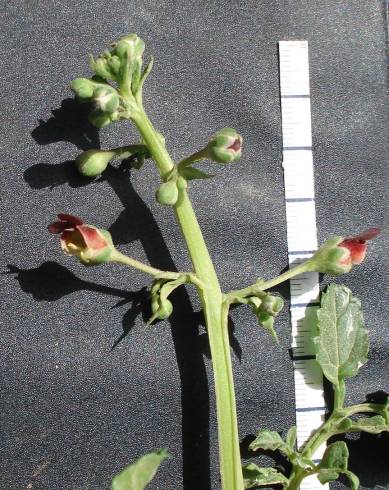 Fotografia de capa Scrophularia sublyrata - do Jardim Botânico