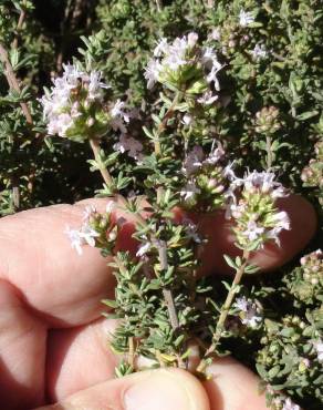 Fotografia 12 da espécie Thymus vulgaris subesp. vulgaris no Jardim Botânico UTAD